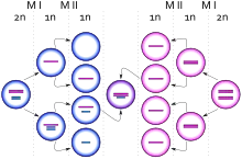 Diagrama representando el nacimiento de una célula con cariotipo&nbsp;XXY debido a un evento de no disyunción de un cromosoma X desde un cromosoma Y durante la meiosis I en el padre. Los círculos azules representan células masculinas y los rosas células femeninas. Las barras azules y rosas representan cromosomas X y Y respectivamente.