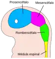 Imagen del desarrollo del tubo neural en un embrión humano de 4 semanas