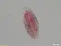 Clypeolina marginata
