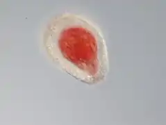 Gromia brunneri (Cercozoa)