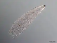 Gromia linearis