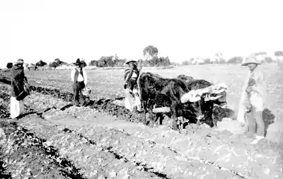 06a-Natives Ploughing With Oxen-Leon.png