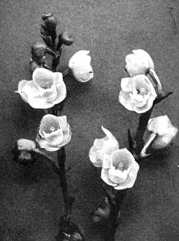 19-The Holy Ghost Orchid.jpg