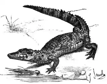 22b-CROCODILE.jpg