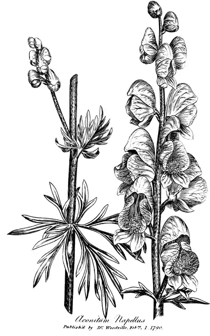 .mw-parser-output .wst-center{text-align:center}.mw-parser-output .wst-center.wst-center-nomargin>p{margin-bottom:0}
Aconitum Napellus.

.mw-parser-output .wst-center{text-align:center}.mw-parser-output .wst-center.wst-center-nomargin>p{margin-bottom:0}
Published as the Act directs by Dr Woodville Febry. 1. 1790.