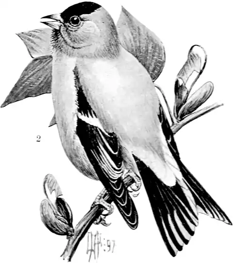 American Goldfinch-Birdcraft-0219-28.png