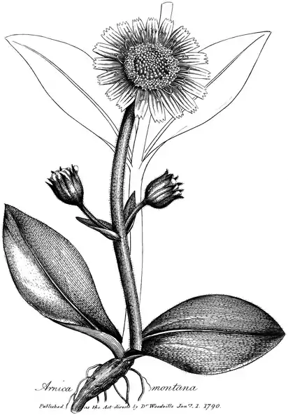 .mw-parser-output .wst-center{text-align:center}.mw-parser-output .wst-center.wst-center-nomargin>p{margin-bottom:0}
Arnica montana.

.mw-parser-output .wst-center{text-align:center}.mw-parser-output .wst-center.wst-center-nomargin>p{margin-bottom:0}
Published as the Act directs by Dr Woodville Janry. 1. 1790.
