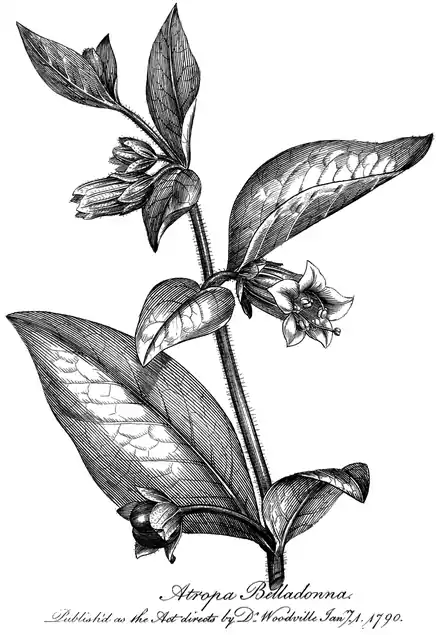 .mw-parser-output .wst-center{text-align:center}.mw-parser-output .wst-center.wst-center-nomargin>p{margin-bottom:0}
Atropa Belladonna.

.mw-parser-output .wst-center{text-align:center}.mw-parser-output .wst-center.wst-center-nomargin>p{margin-bottom:0}
Published as the Act directs by Dr Woodville Janry. 1. 1790.