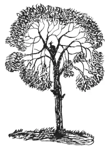 Australian Legendary Tales p125.png