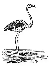 Bird Watching (Selous1901) p162.jpg