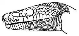 Britannica Python, Head of Python reticulatus.jpg
