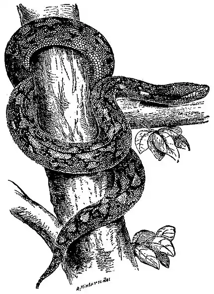 Britannica Python, Python reticulatus.jpg