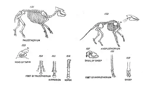 Chapman, Evolution of Life Figs 151-159.jpg