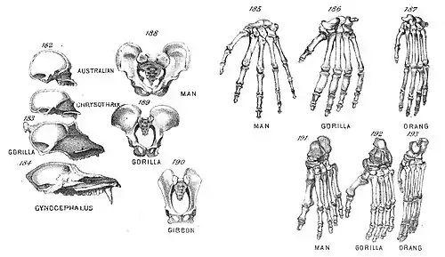Chapman, Evolution of Life Figs 182-193.jpg