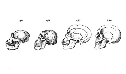 Chapman, Evolution of Life Figs 197-200.jpg