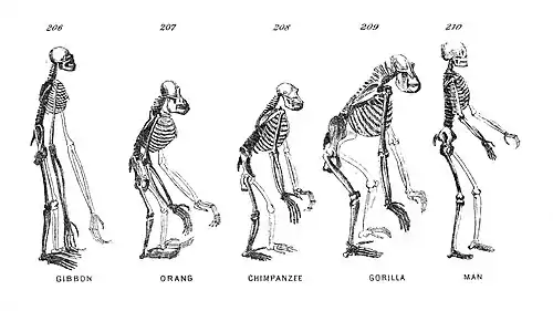 Chapman, Evolution of Life Figs 206-210.jpg
