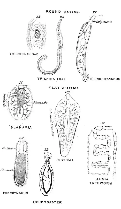 Chapman, Evolution of Life Figs 25-32.jpg