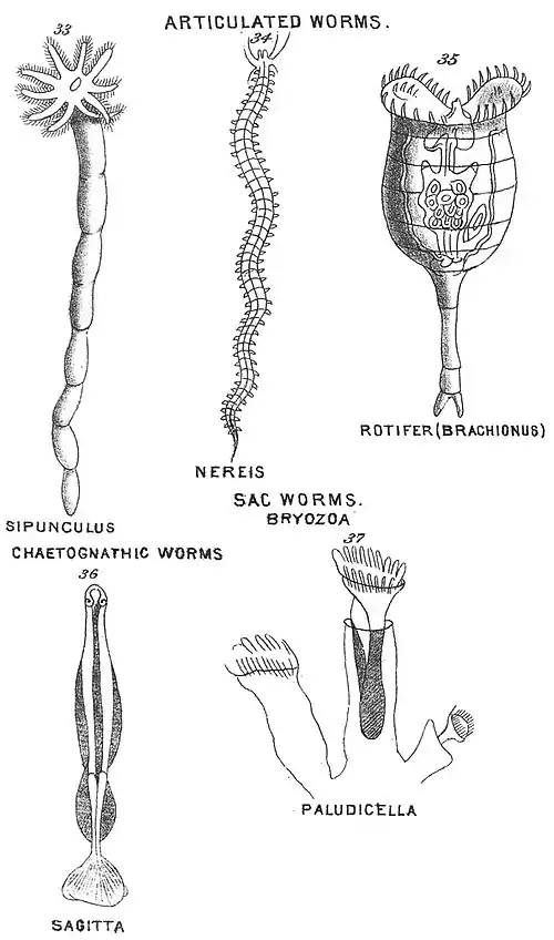 Chapman, Evolution of Life Figs 33-37.jpg