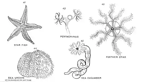 Chapman, Evolution of Life Figs 41-45.jpg