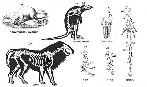 Chapman, Evolution of Life Figs 79-86.jpg