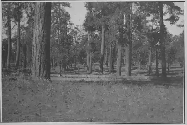 Climatic Cycles and Tree-Growth Plate 1B.jpg