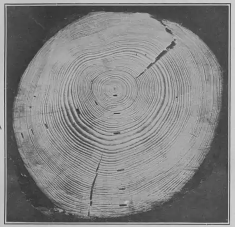 Climatic Cycles and Tree-Growth Plate 4A.jpg