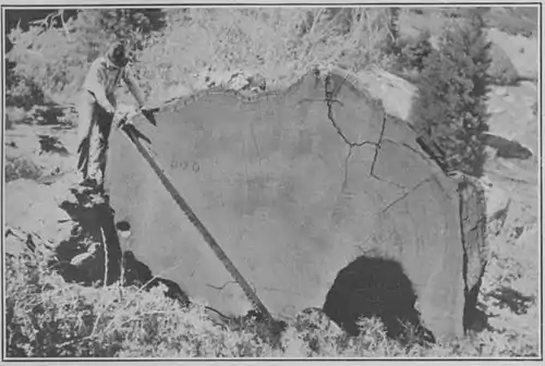 Climatic Cycles and Tree-Growth Plate 6A.jpg