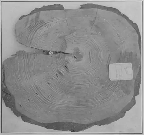 Climatic Cycles and Tree-Growth Plate 8B.jpg