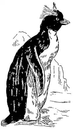 Collier's 1921 Penguin.png