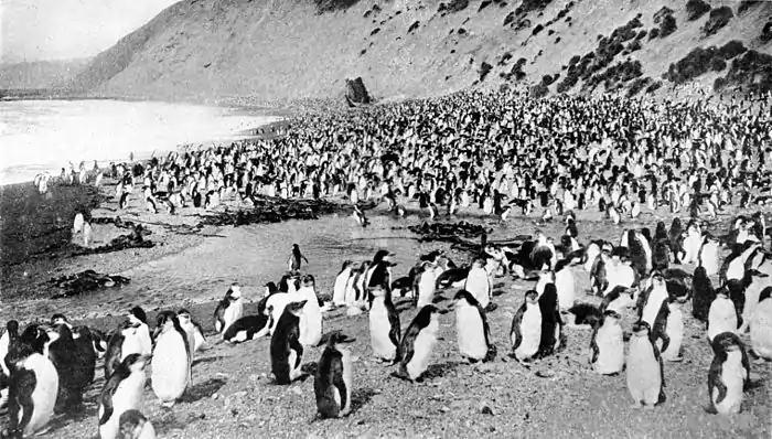 Collier's 1921 Penguin - Antarctic beach.jpg