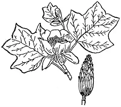 Collier's 1921 Tulip Tree.jpg