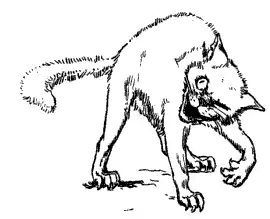 Connal Yellowclaw - Illustration 1.png