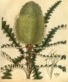 Curtis's Botanical Magazine, Plate 3052 (Volume 58, 1831).png