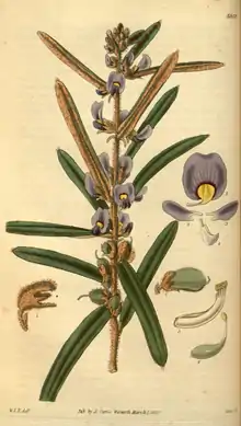 Curtis's Botanical Magazine, Plate 3053 (Volume 58, 1831).png