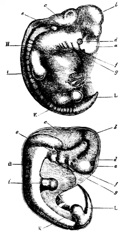 Embryos