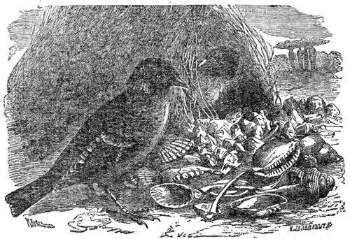 Descent of Man - Burt 1874 - Fig 46.png