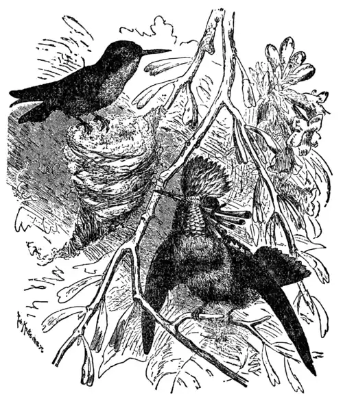 Descent of Man - Burt 1874 - Fig 48.png