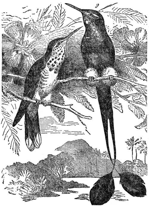 Descent of Man - Burt 1874 - Fig 49.png