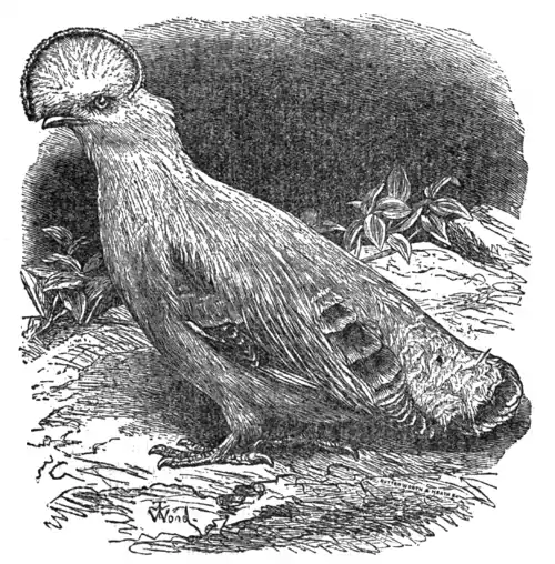 Descent of Man - Burt 1874 - Fig 50.png