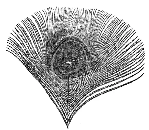 Descent of Man - Burt 1874 - Fig 54.png