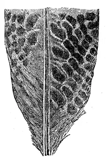 Descent of Man - Burt 1874 - Fig 58.png