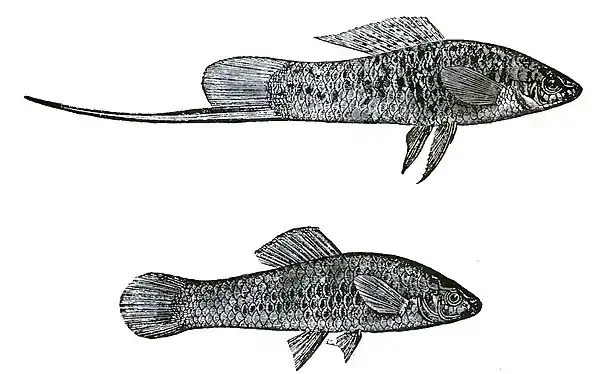 Descent of Man Appleton 1875 Fig 030.jpg