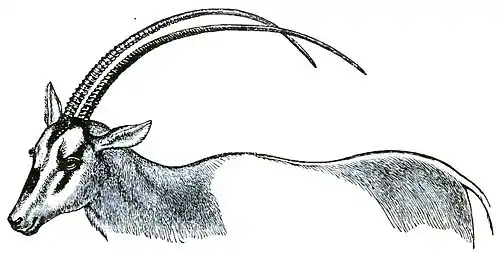 Descent of Man Appleton 1875 Fig 063.jpg