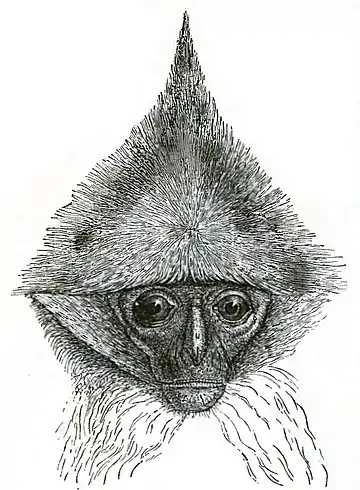 Descent of Man Appleton 1875 Fig 072.jpg