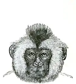 Descent of Man Appleton 1875 Fig 074.jpg