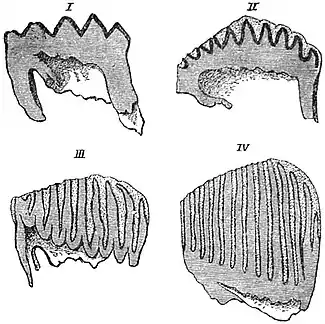 EB1911 Proboscidea - Longitudinal Sections of Crowns of Molar Teeth.jpg
