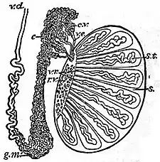 EB1911 Reproductive System, in Anatomy - testis and epididymis.jpg