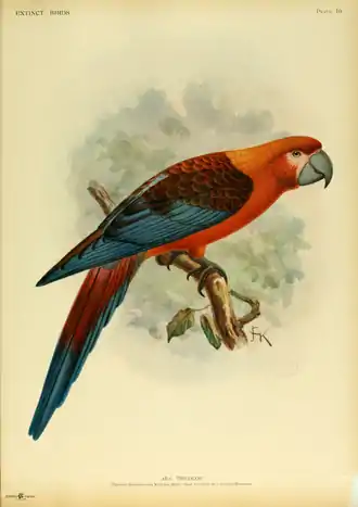 Extinctbirds1907 P10 Ara tricolor0301.png