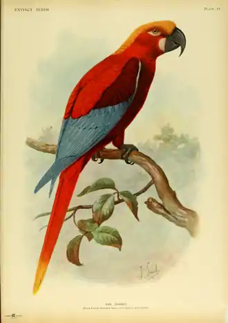 Extinctbirds1907 P11 Ara gossei0303.png