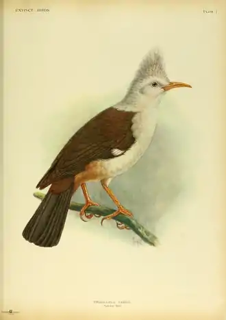 Extinctbirds1907 P1 Fregilupus varius0281.png